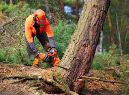 How Our Tree Care Process Works  in  Imperial, CA