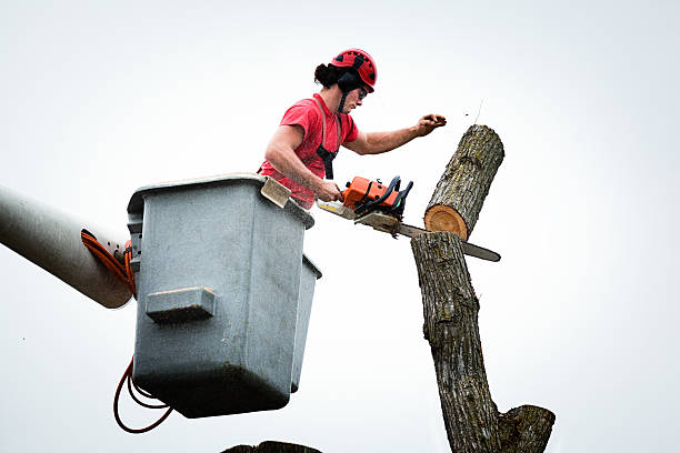 Professional Tree Care in Imperial, CA